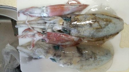 一年ぶりの新浜での秋エギング